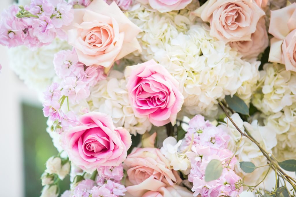 CC Roa DeniseLinPhotography 30 1